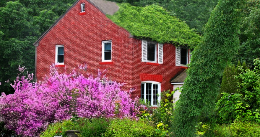 czystość na posesji