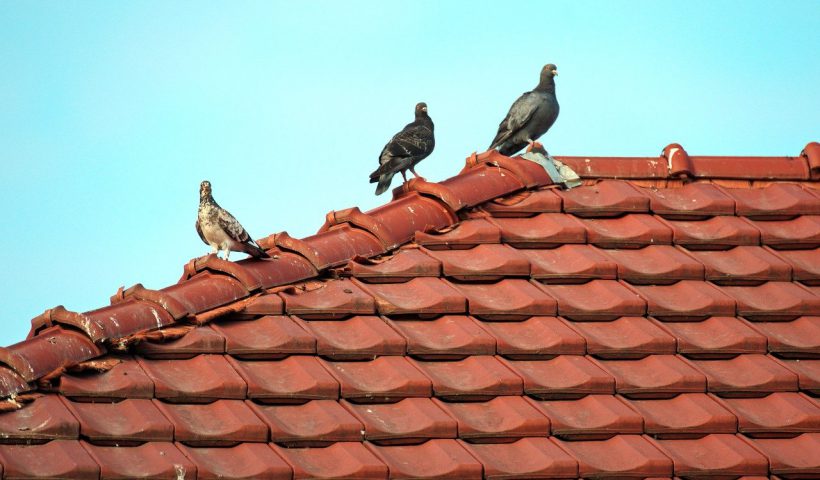 odstraszanie gołębi